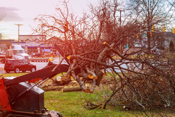 How Our Tree Care Process Works  in  Rollingwood, TX